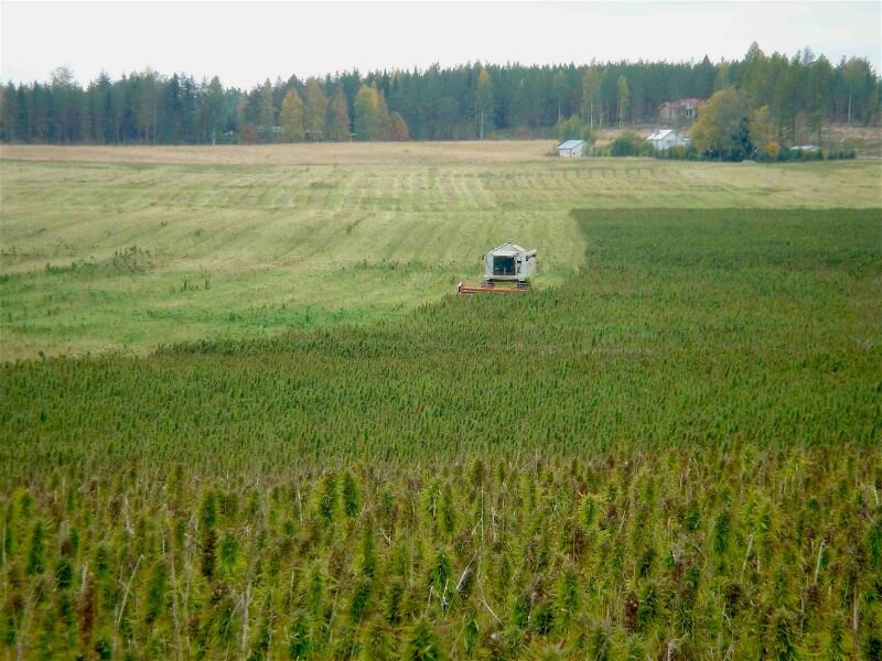 Harvesting Finola