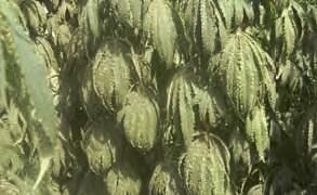 Fabrication du hash afghan